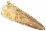 Fossil Spinosaurus Tooth - Real Dinosaur Tooth #269156-1
